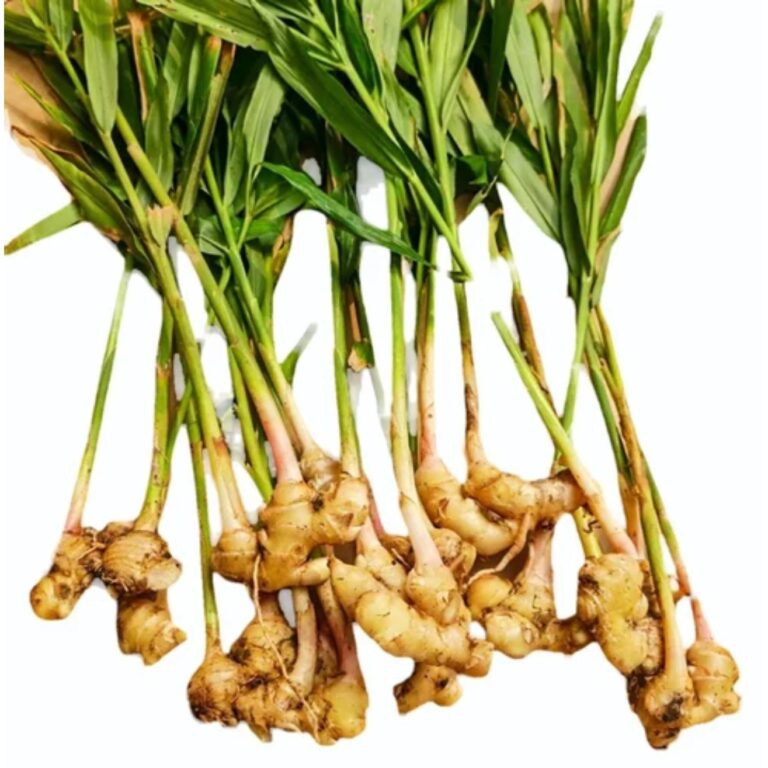 Ginger - Image 3