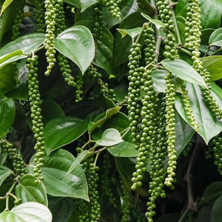 Pepper - Image 3